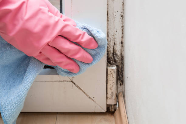 Why You Should Choose Our Mold Remediation Services in Dodge City, KS